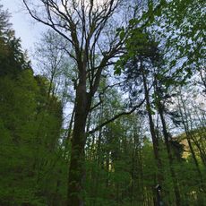 Javor klen u Hrubovodských sutí