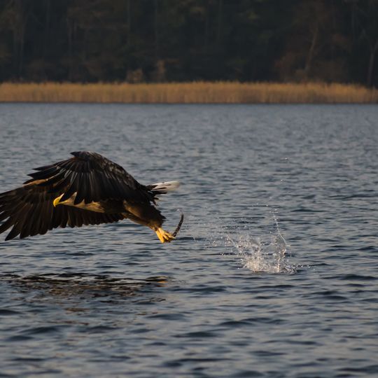 Feldberger Seenlandschaft