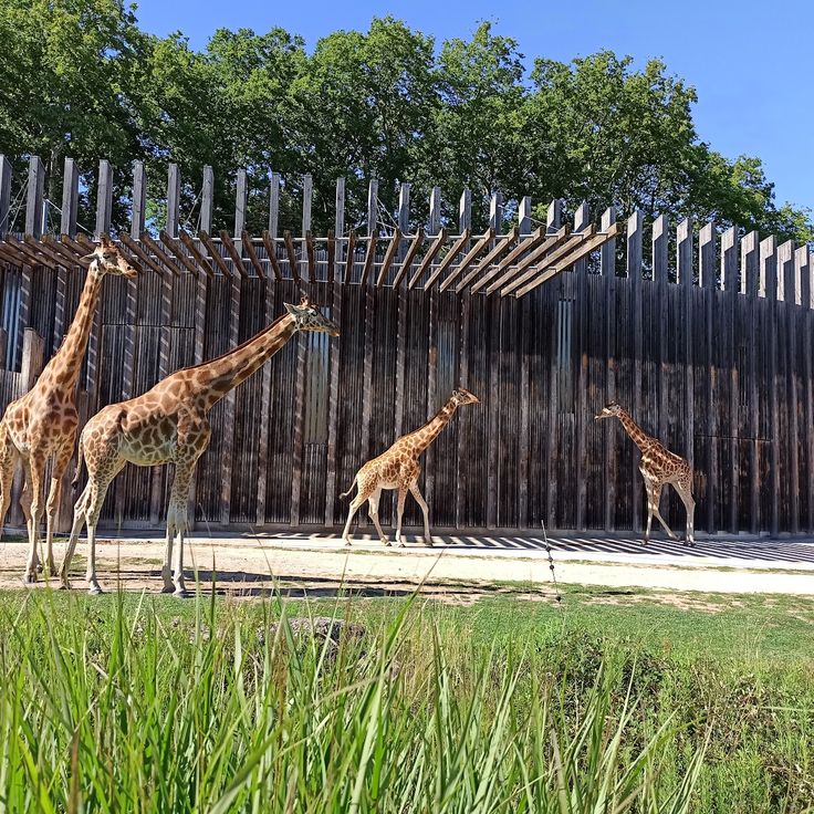 Lyon Zoo