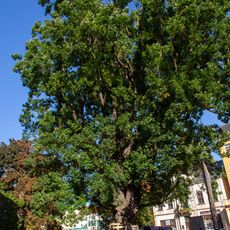 Dub u sv. Františka z Assisi