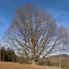 Skupina dubů zimních (Kundratice)