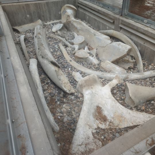 Visning av valskelett