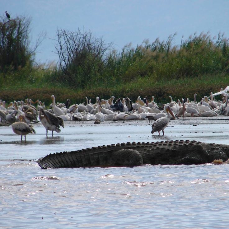 Parc national de Nechisar