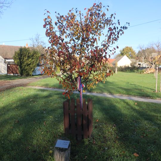 Lidická hrušeň v Dolních Vilémovicích