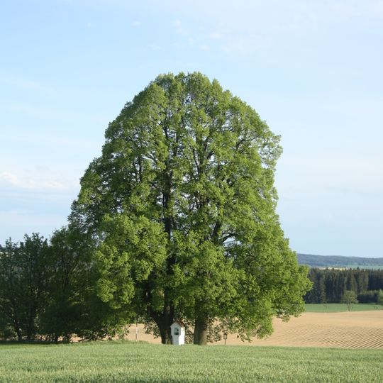 Lípy u kapličky pod hřbitovem