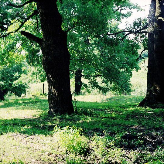 Ділянка дубового лісу Василівської лісової дачі