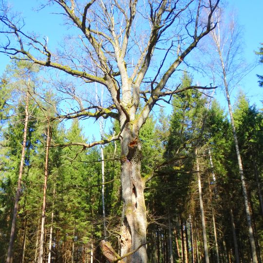 Zuikiškės ąžuolas