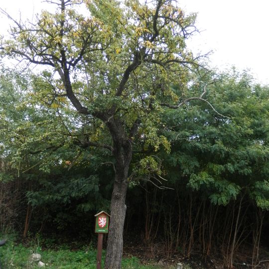 Svatojakubská hrušeň