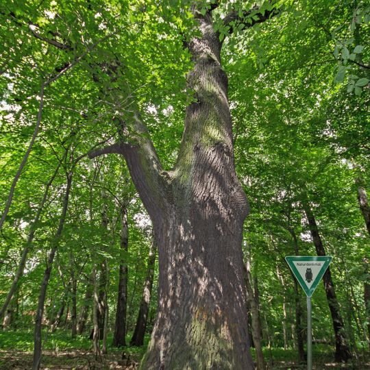 Trauben-Eiche Malchower See