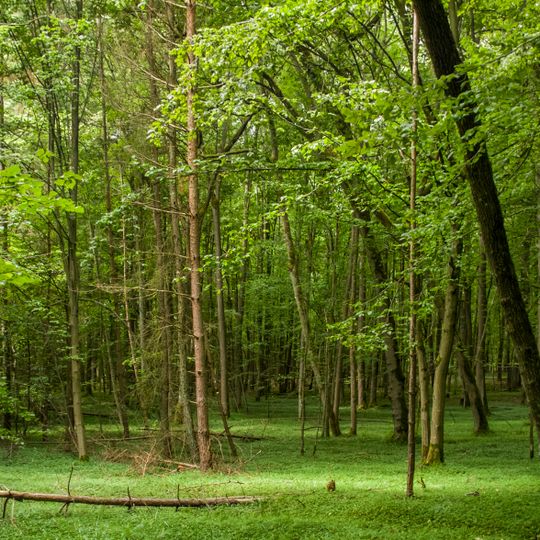 Bruderwald mit Naturwaldreservat Wolfsruhe