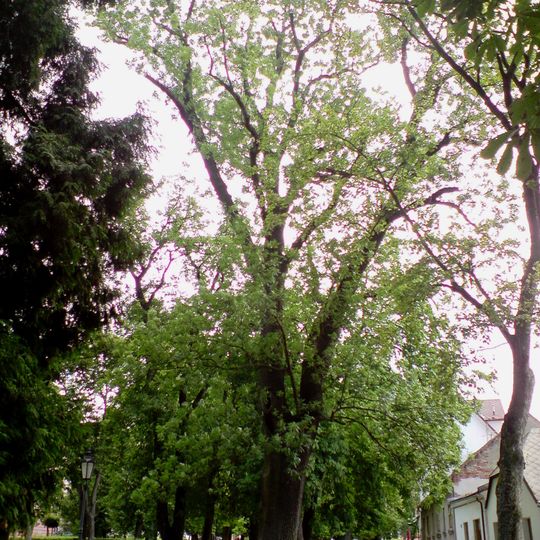 Jasan v Husových sadech