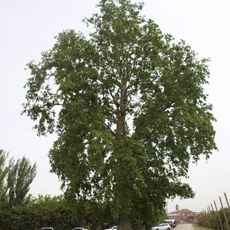 Plataner de Vila-sana