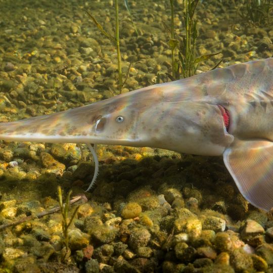 Gavins Point National Fish Hatchery