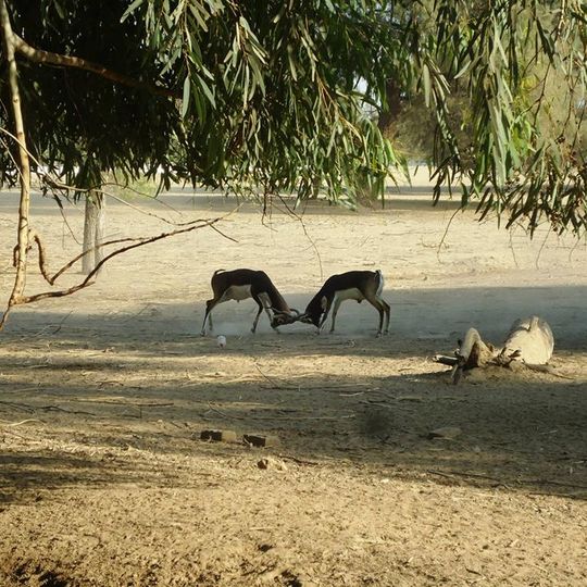 Parco nazionale di Lal Suhanra