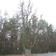 Lime tree near Třebenice