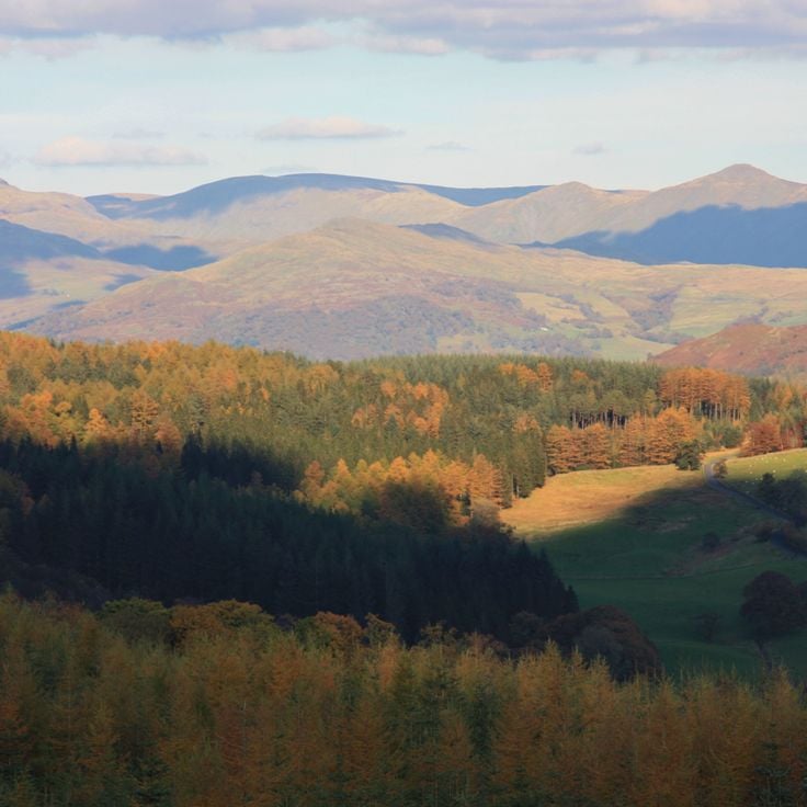 Grizedale Forest