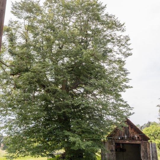 Linde beim Mauschelhof