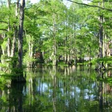 Cypress Lake