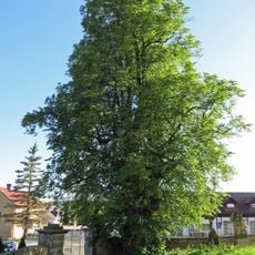 Lípa v Choustníkově Hradišti