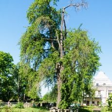 Ginkgo biloba in Dröschkau