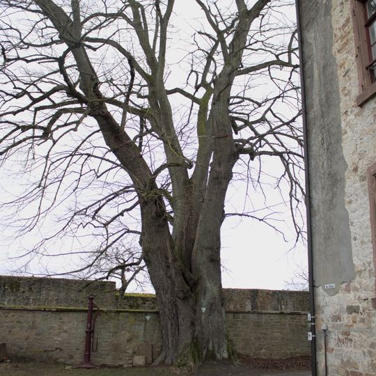 Linde im Zwinger und Linde im Burghof von Homberg