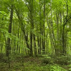 İğneada Longoz Forest National Park