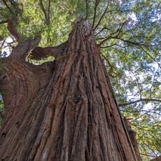 El Palo Alto