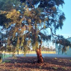 Wolseley Common Conservation Park