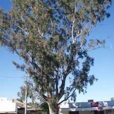 Leichhardt Tree, Taroom