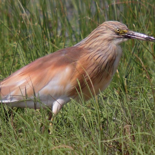 Хрестовий заказник