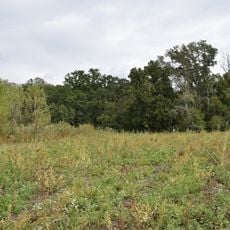 Oak forest in marshes, Troitske