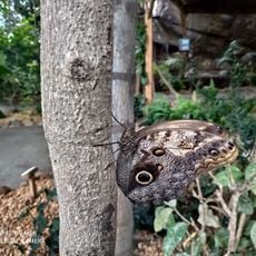 Butterfly garden