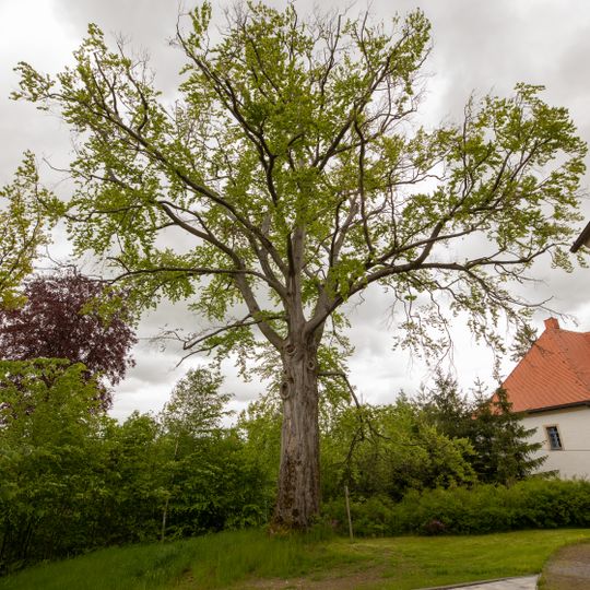 Rot Buche Oberschöna