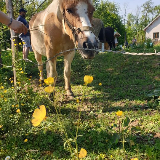 Chez Antoine et Martin