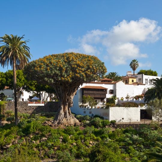 Drago de Icod de los Vinos