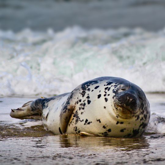 Helgoland mit Helgoländer Felssockel