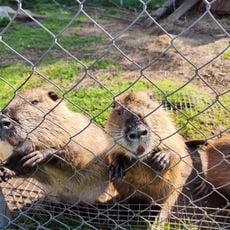 Mini Zoo Mežiņi