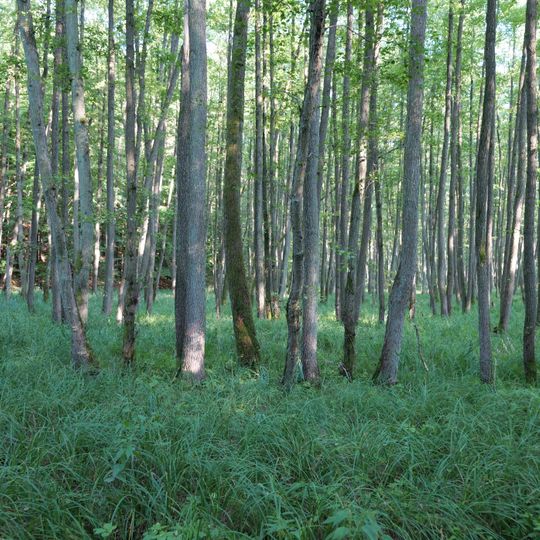 Wald- und Seenlandschaft Lieps-Serrahn