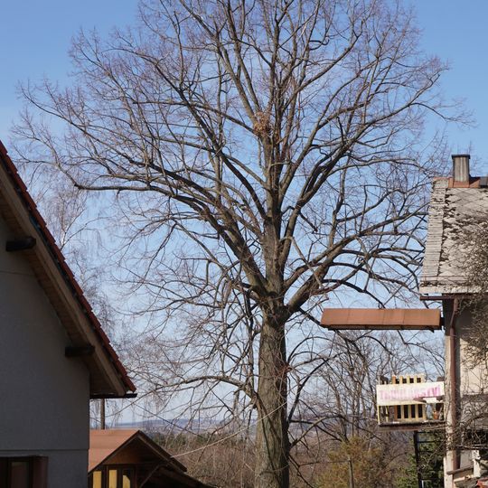 Lípa v Roztokách u cesty