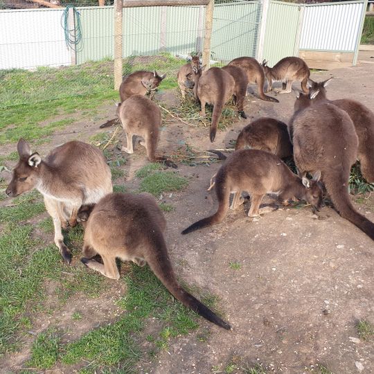 Ballarat Wildlife Park