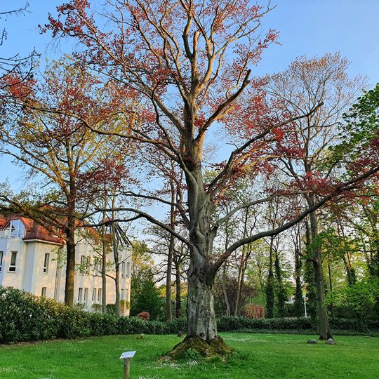 Fagus sylvatica L. „Purpurea“ in Abtnaundorfer Straße 46, Leipzig
