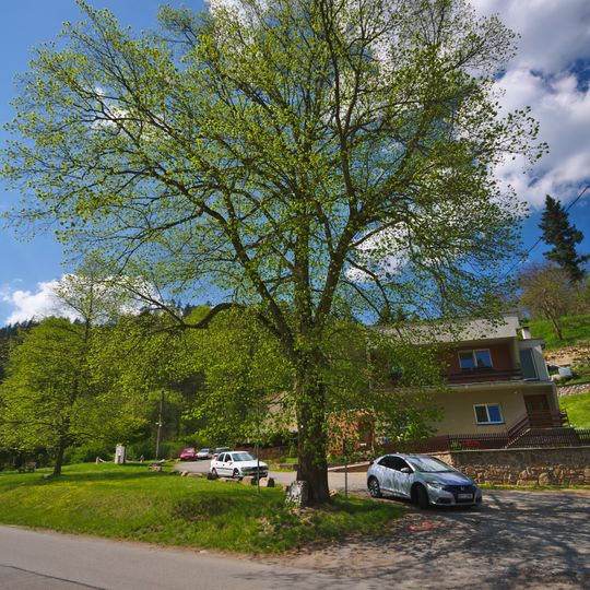 Lípa svobody v Nedvědici