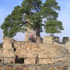 Krüppelkiefer Auerbacher Schloss
