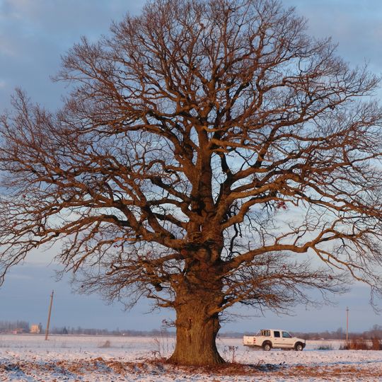 Austakynės ąžuolas