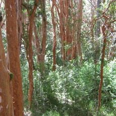 Los Arrayanes Ulusal Parkı