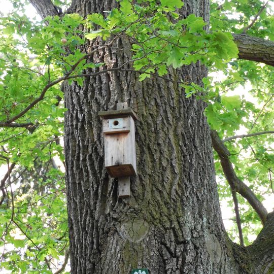 Pomnikowy dąb w parku Achera