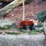 Taronga Zoo