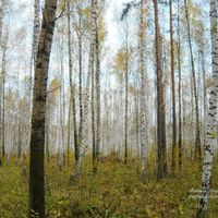 Nizhnetavdinsky District