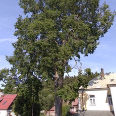 Jilm v Dolní Světlé pod Luží