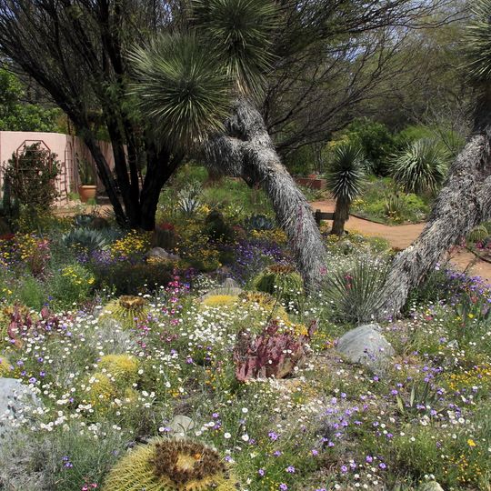 Boyce Thompson Arboretum